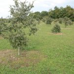 Saveurs de truffes et vins d'Ardèche au Domaine de Pécoulas