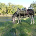 © Tageswanderung mit einem Esel - Carab'âne - ©carab'âne