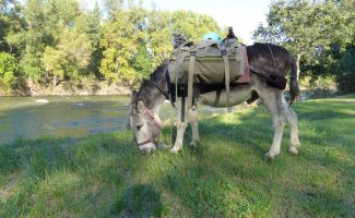 Tageswanderung mit einem Esel - Carab'âne
