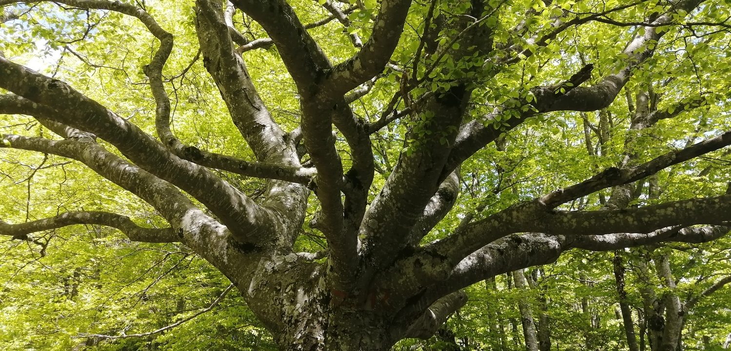 Bien être et réconnexion à la nature - Terre et Ciel Randonnée