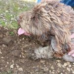 Saveurs de truffes et vins d'Ardèche au Domaine du Colombier