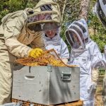 © Baptême d'Apiculture - La Ferme des Abeilles - Elodie Leullier