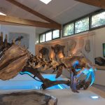 © Naturkundemuseum der Ardèche : fossilien unt dinosaurier - Muséum de l'Ardèche