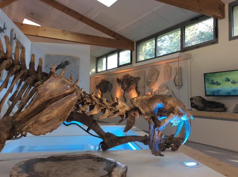 Naturkundemuseum der Ardèche : fossilien unt dinosaurier