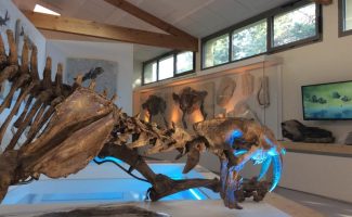 Naturkundemuseum der Ardèche : fossilien unt dinosaurier