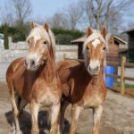 © Ferme Equestre Chavetourte - Talagrand