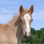 © Ferme Equestre Chavetourte - Talagrand